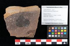 Foto (Objekt + Etikett) von Rhytisma planerae Ettingshausen (NHMW-GEO-2024-0188-0075)